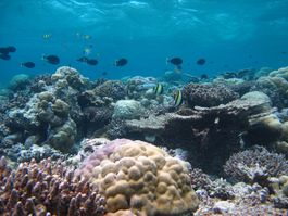 Snorkeling