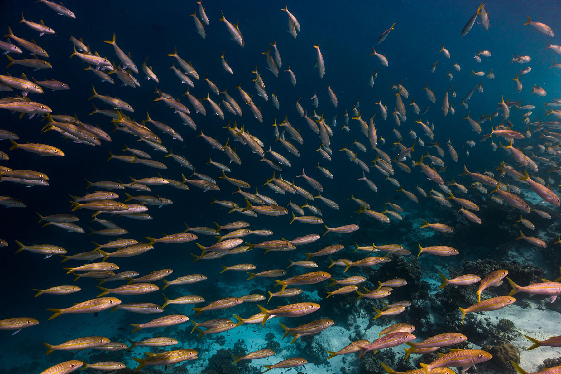 Diving