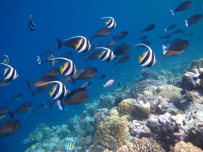 Snorkeling