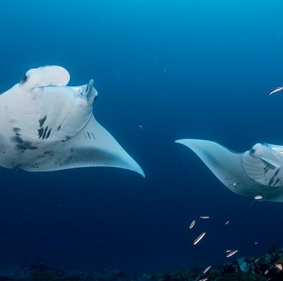 Aquarium Reef