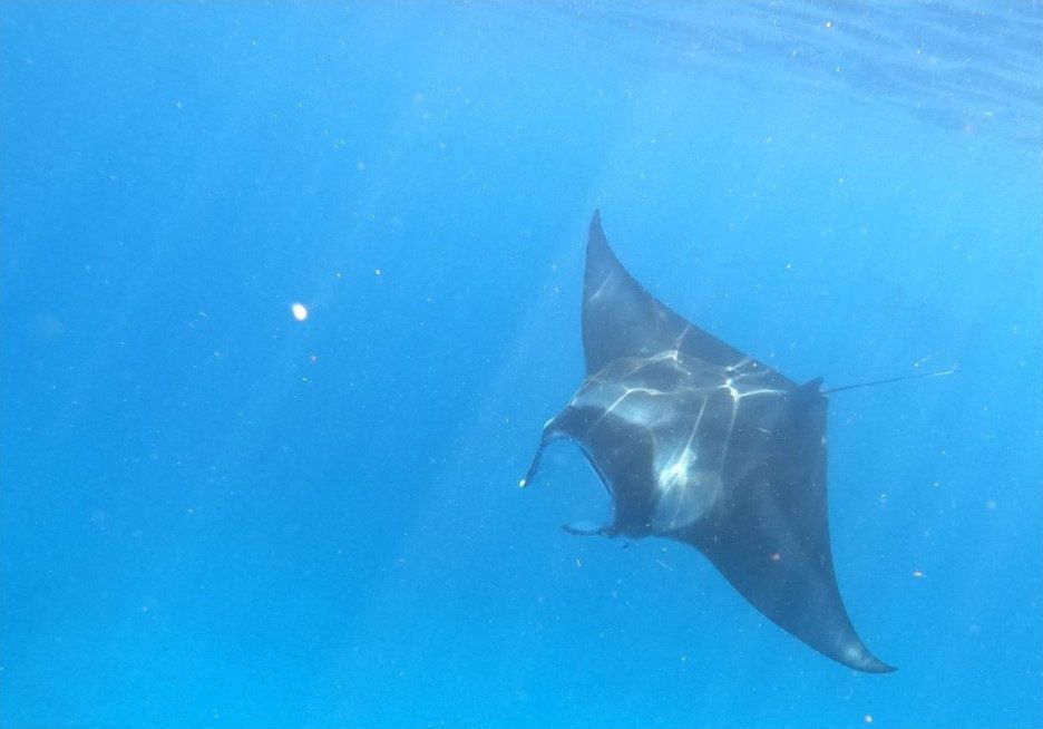 Snorkelling Speedboat Trip