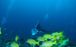 Marine Biologist