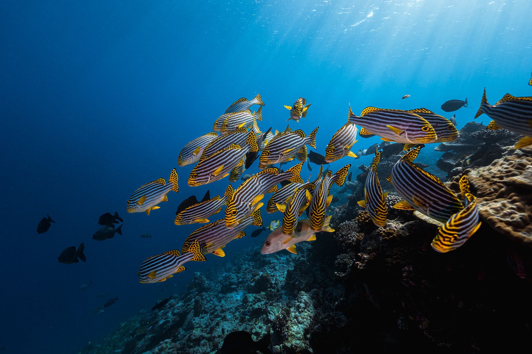 Diving