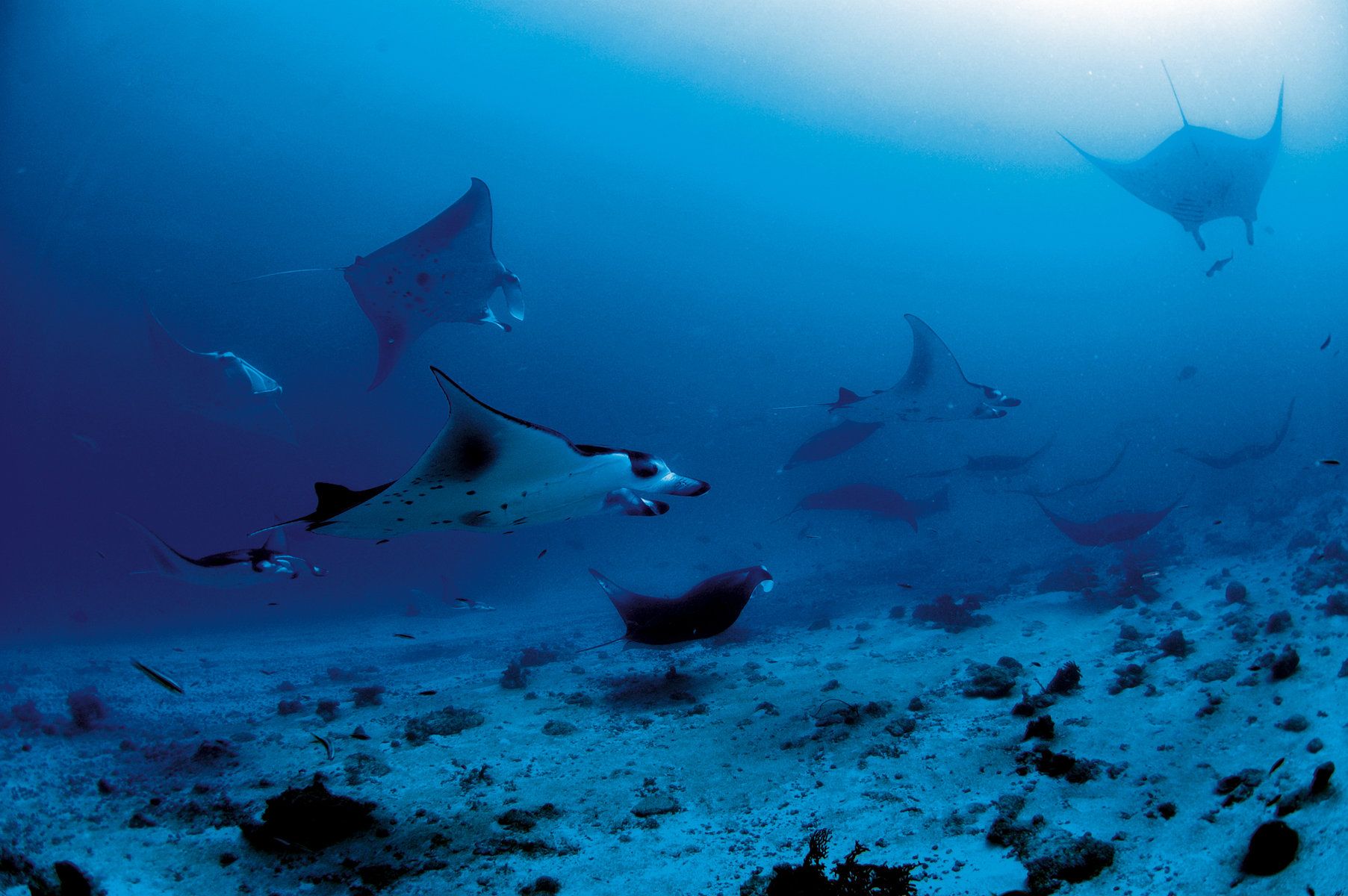 Diving