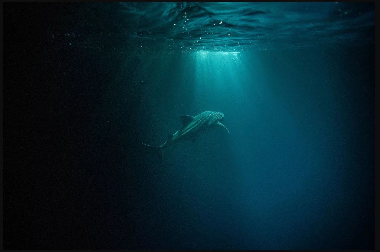 Whale Shark Encounter