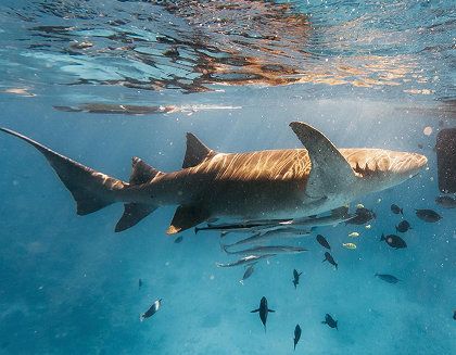 Dive & Discover
