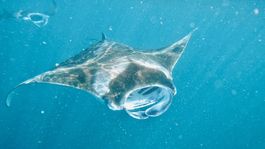 Snorkeling