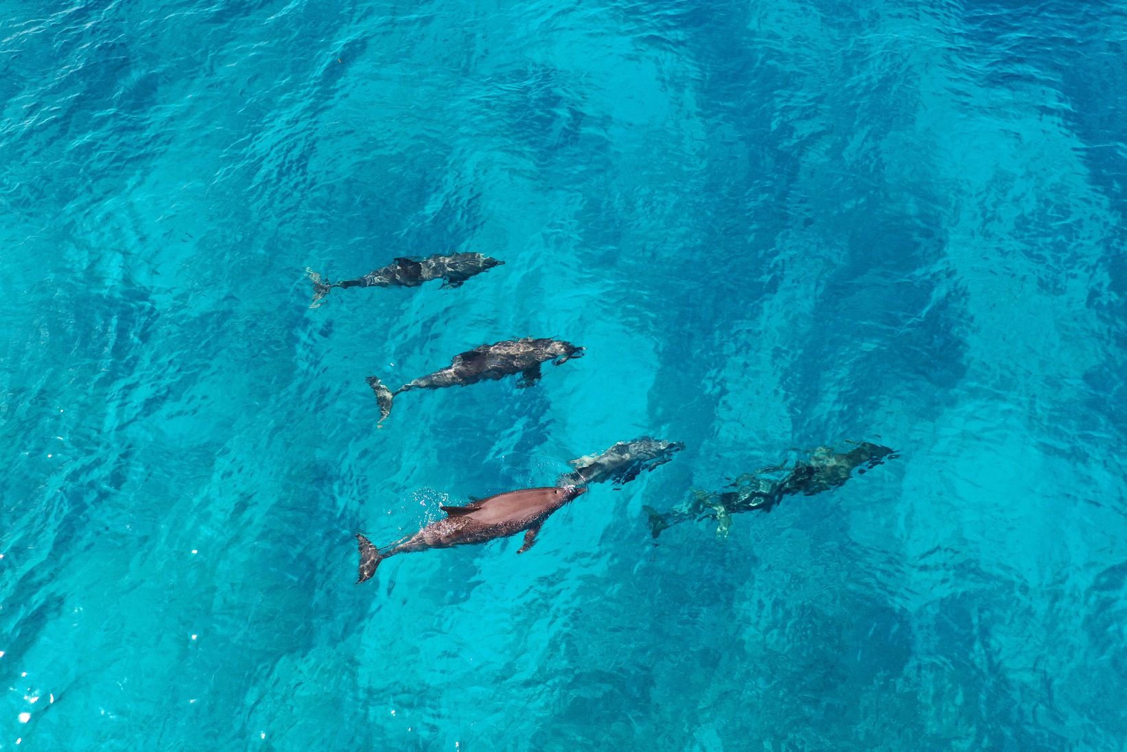 Házizátony snorkeling