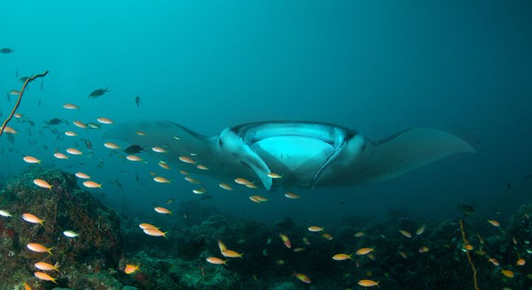 Diamonds Thudufushi