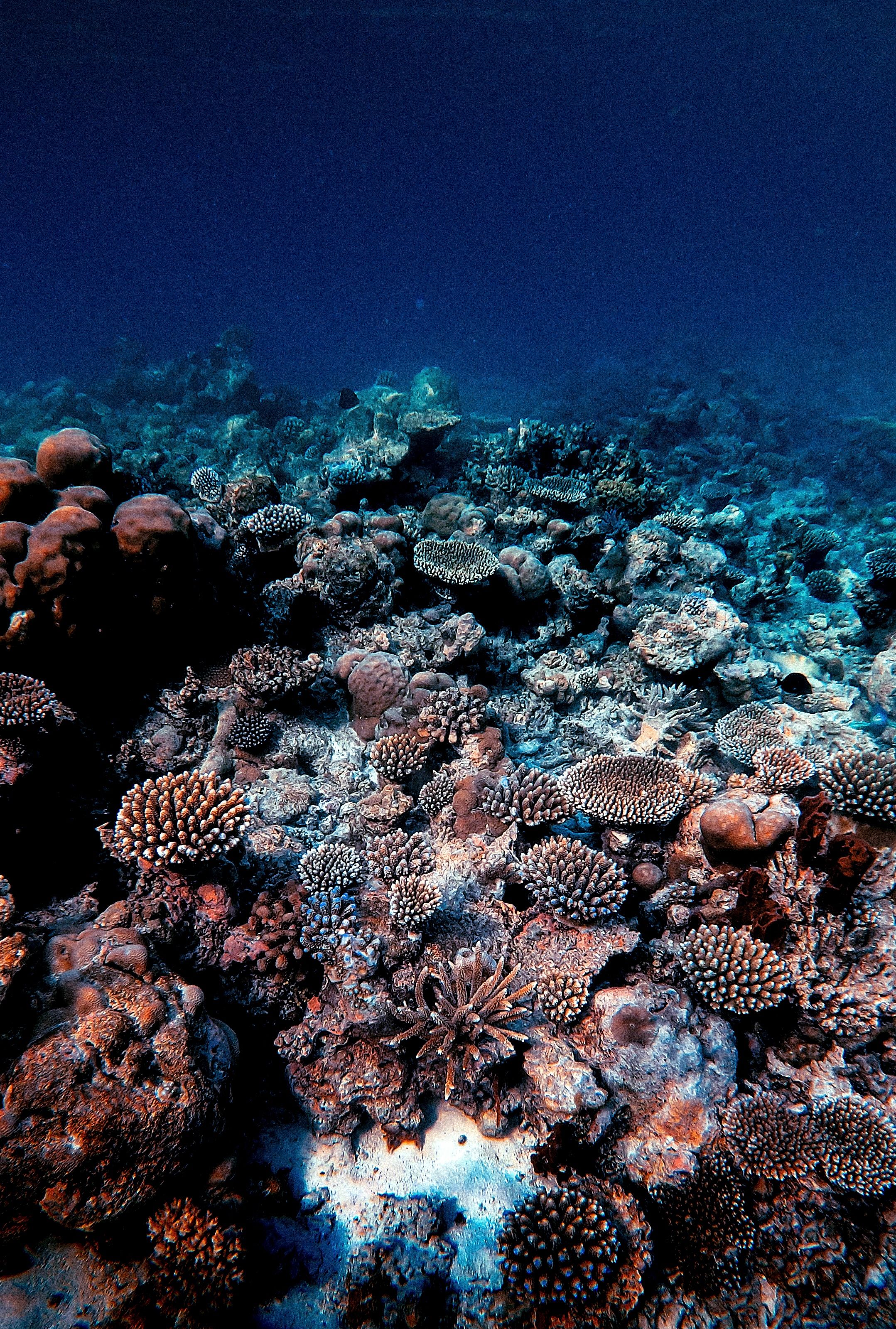 Snorkeling