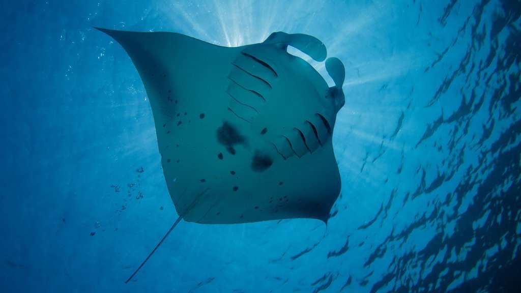 Diving & Snorkeling