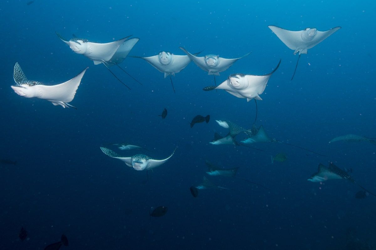 Diving