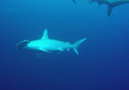 Scuba Diving
