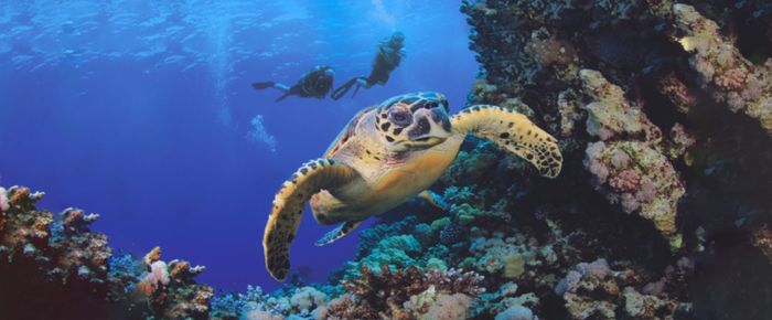 Scuba Diving