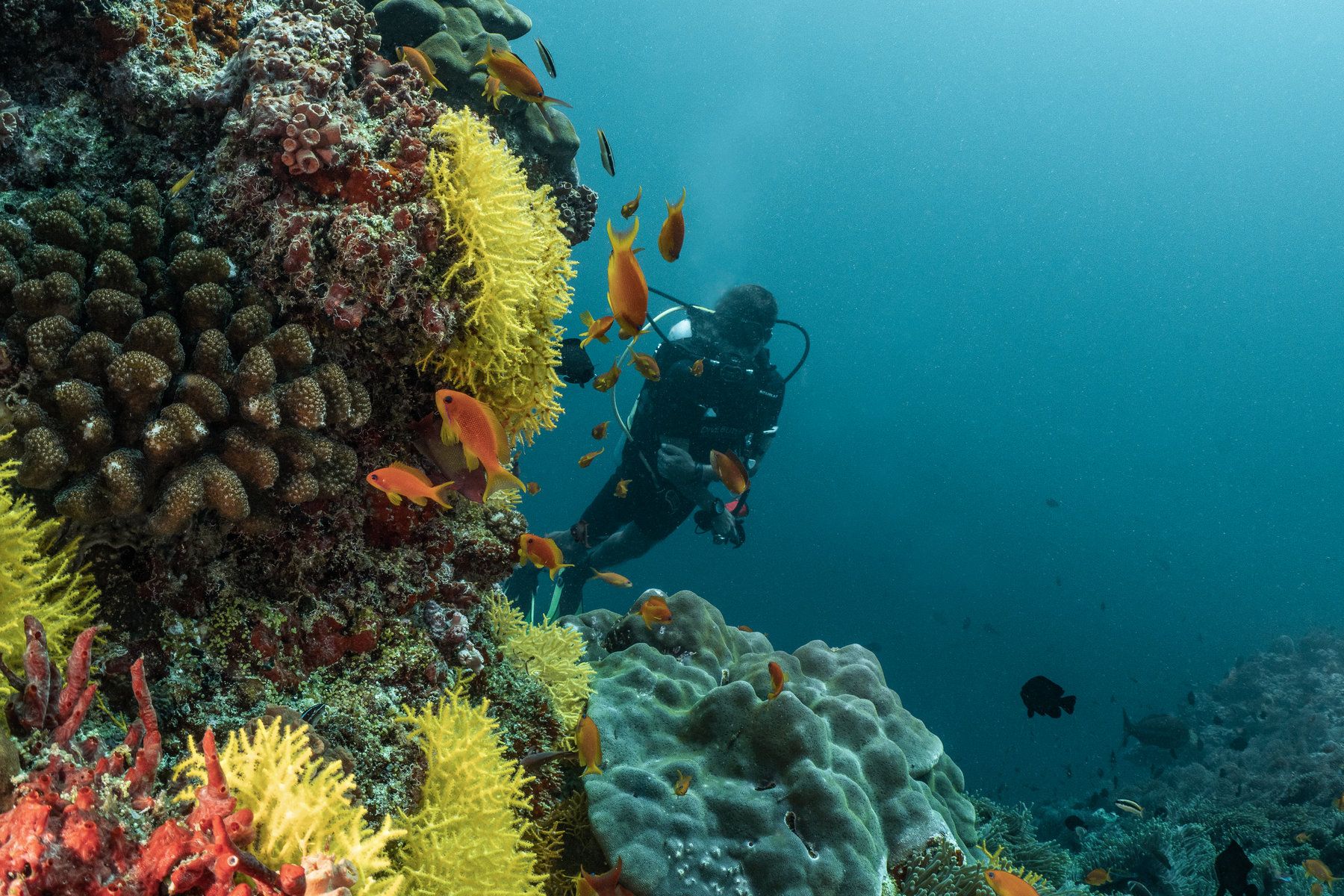 Diving