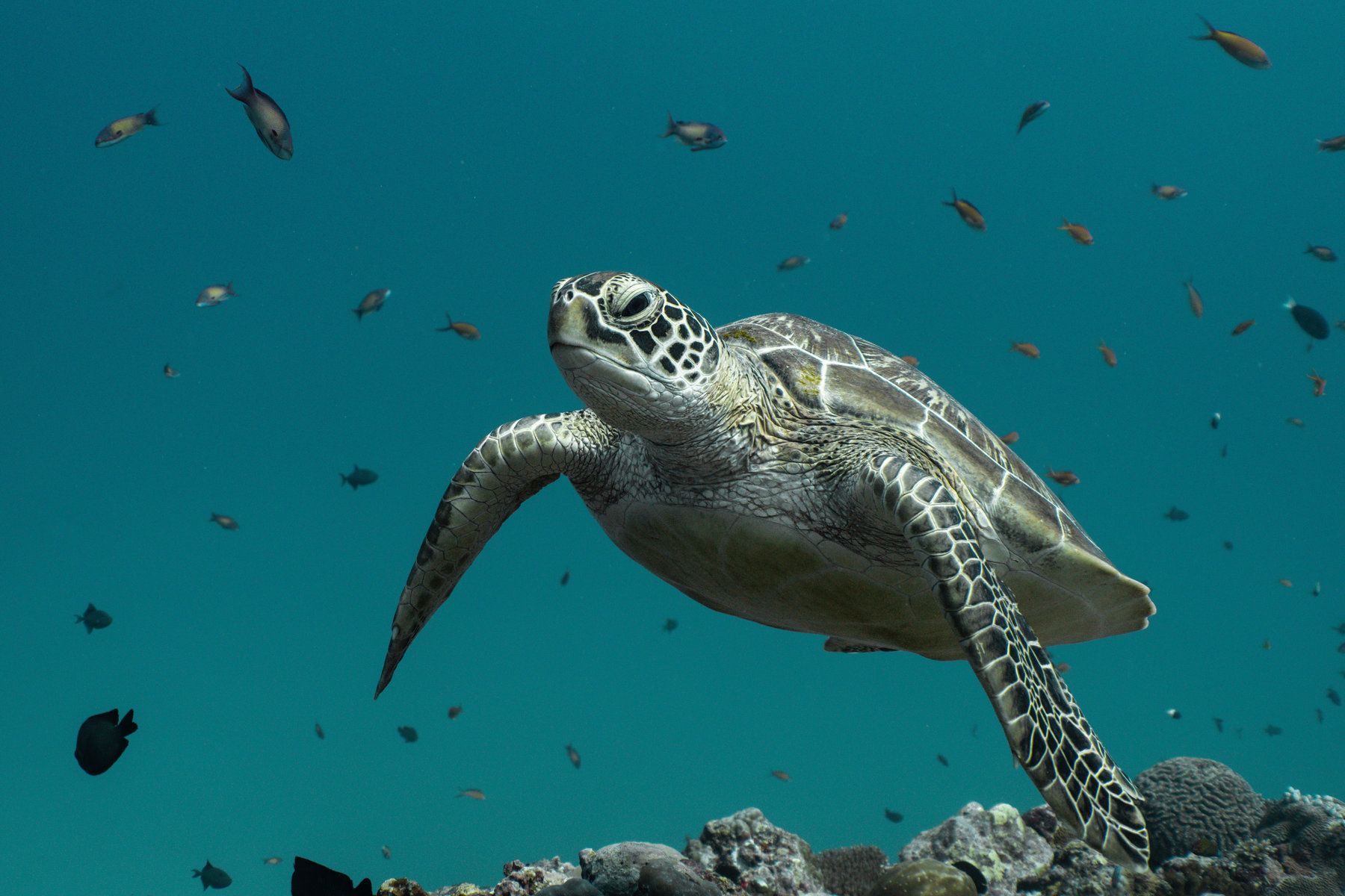 Diving