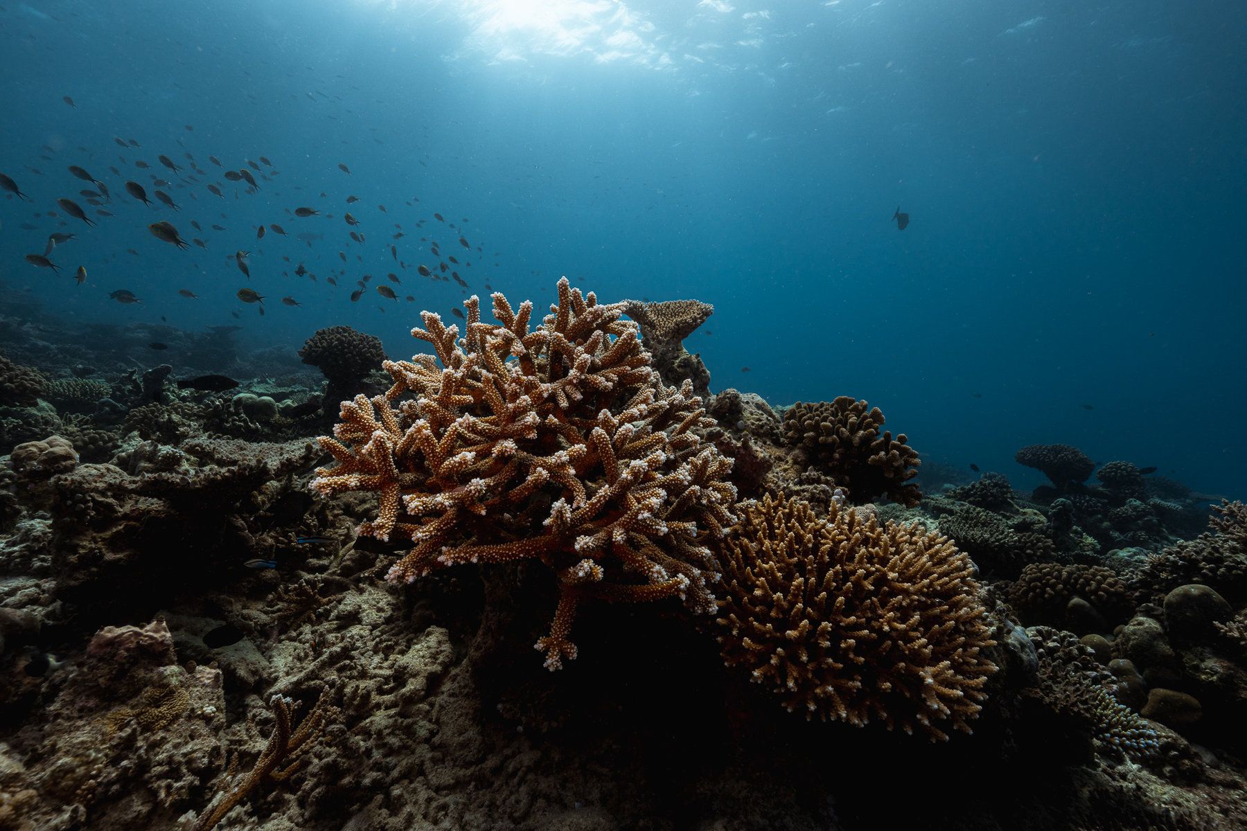 Diving