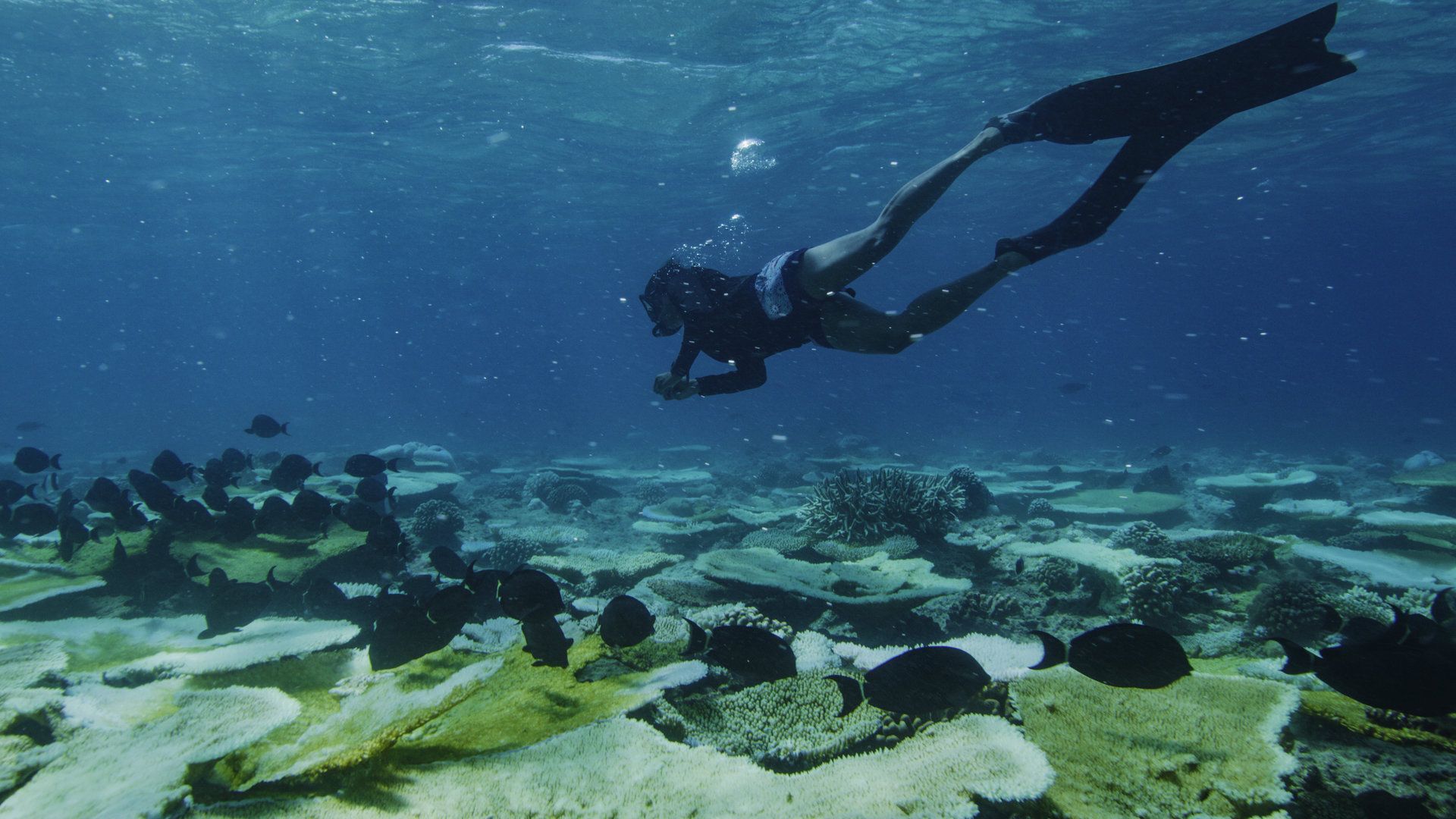 Diving