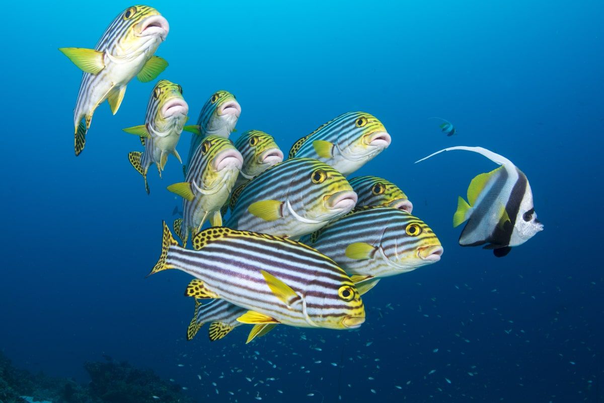 Diving