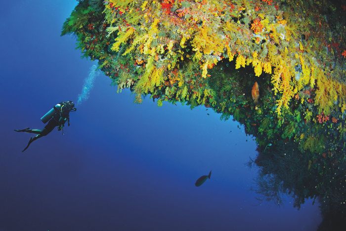 Diving