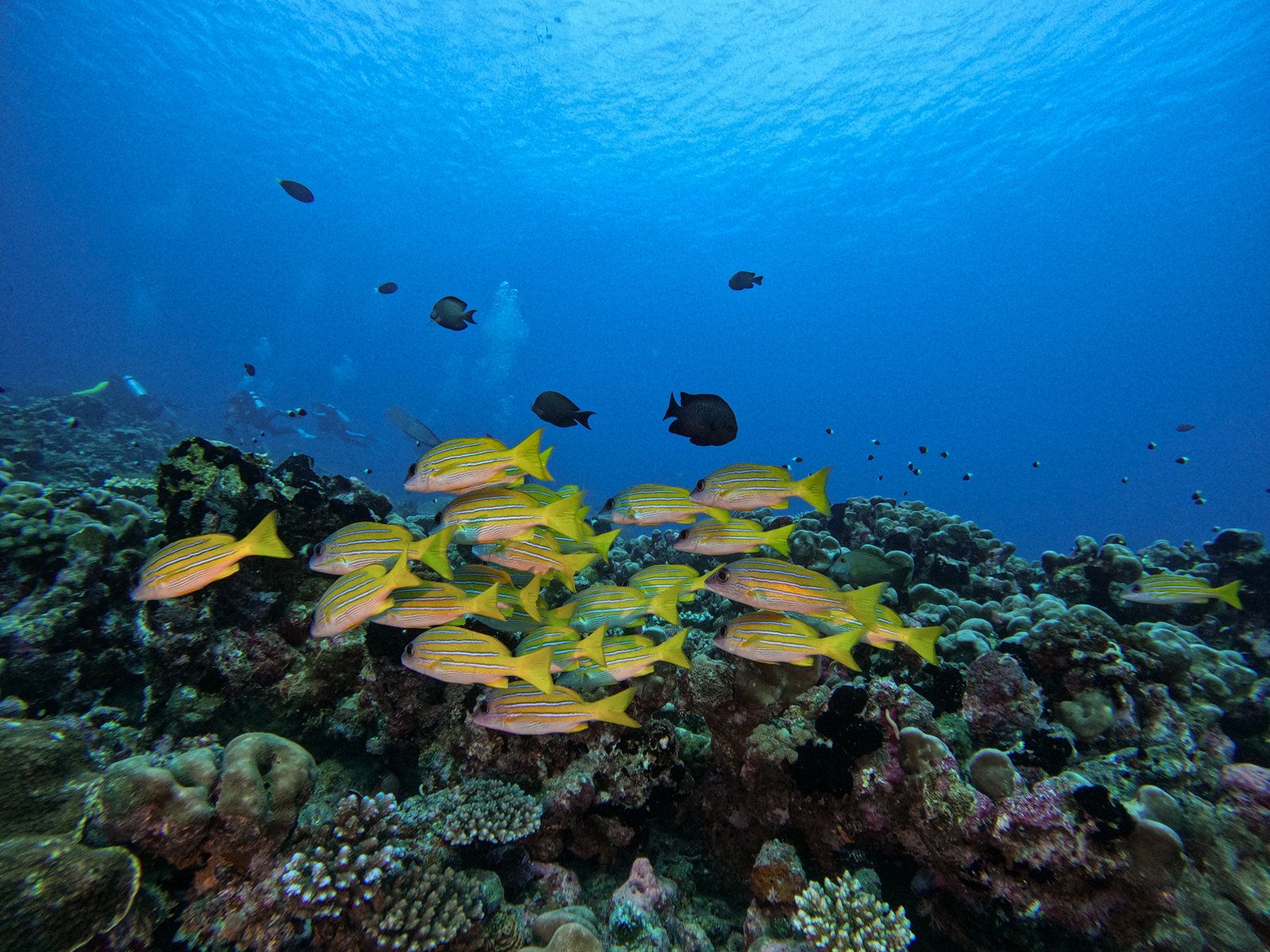 Diving