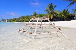 Coral Propagation Project