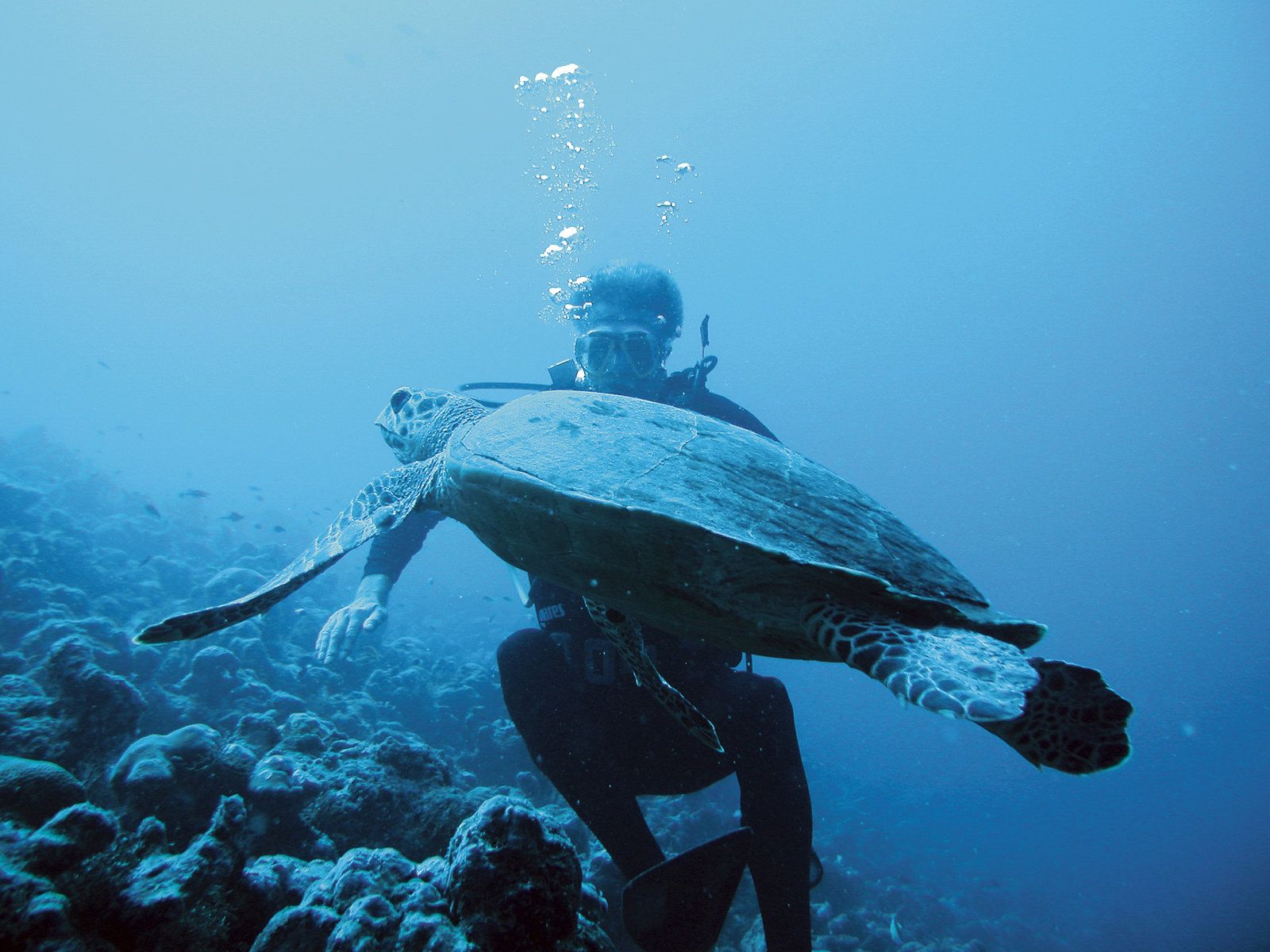 Diving