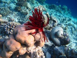 Snorkeling