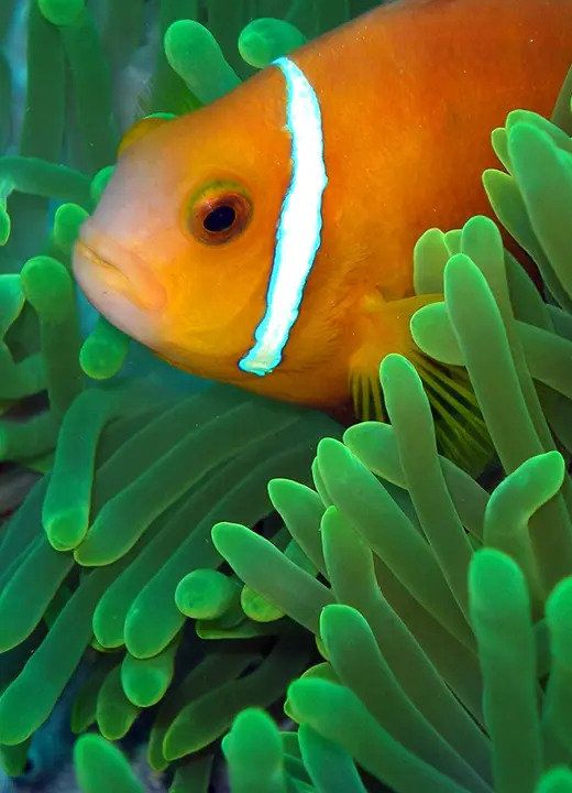 Dive & Discover