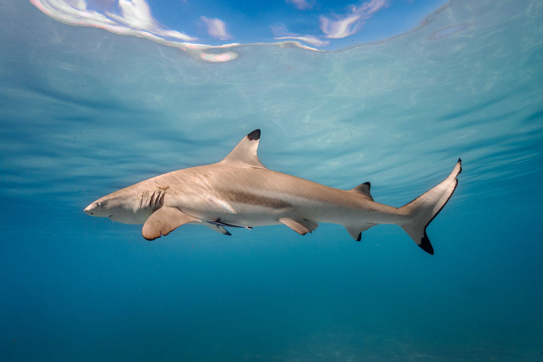 Diving