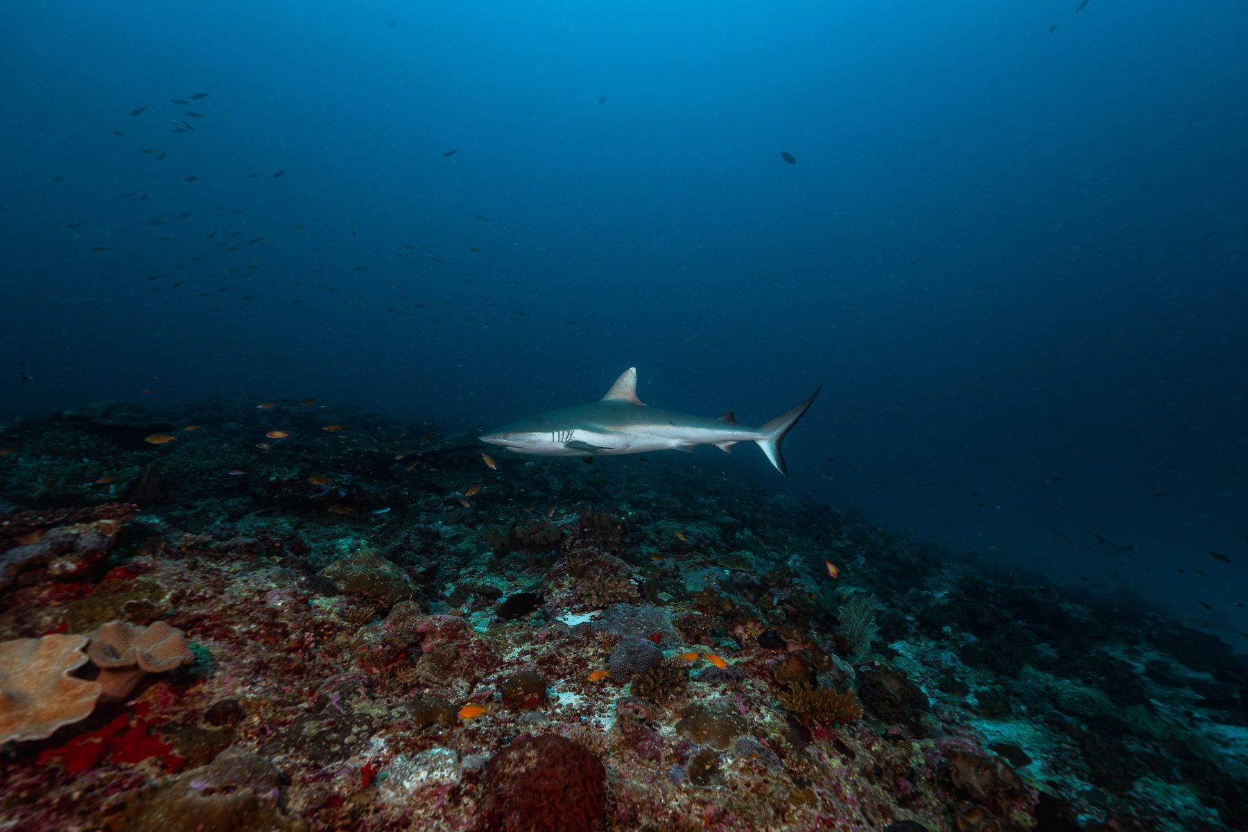 Diving