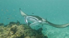 Snorkeling