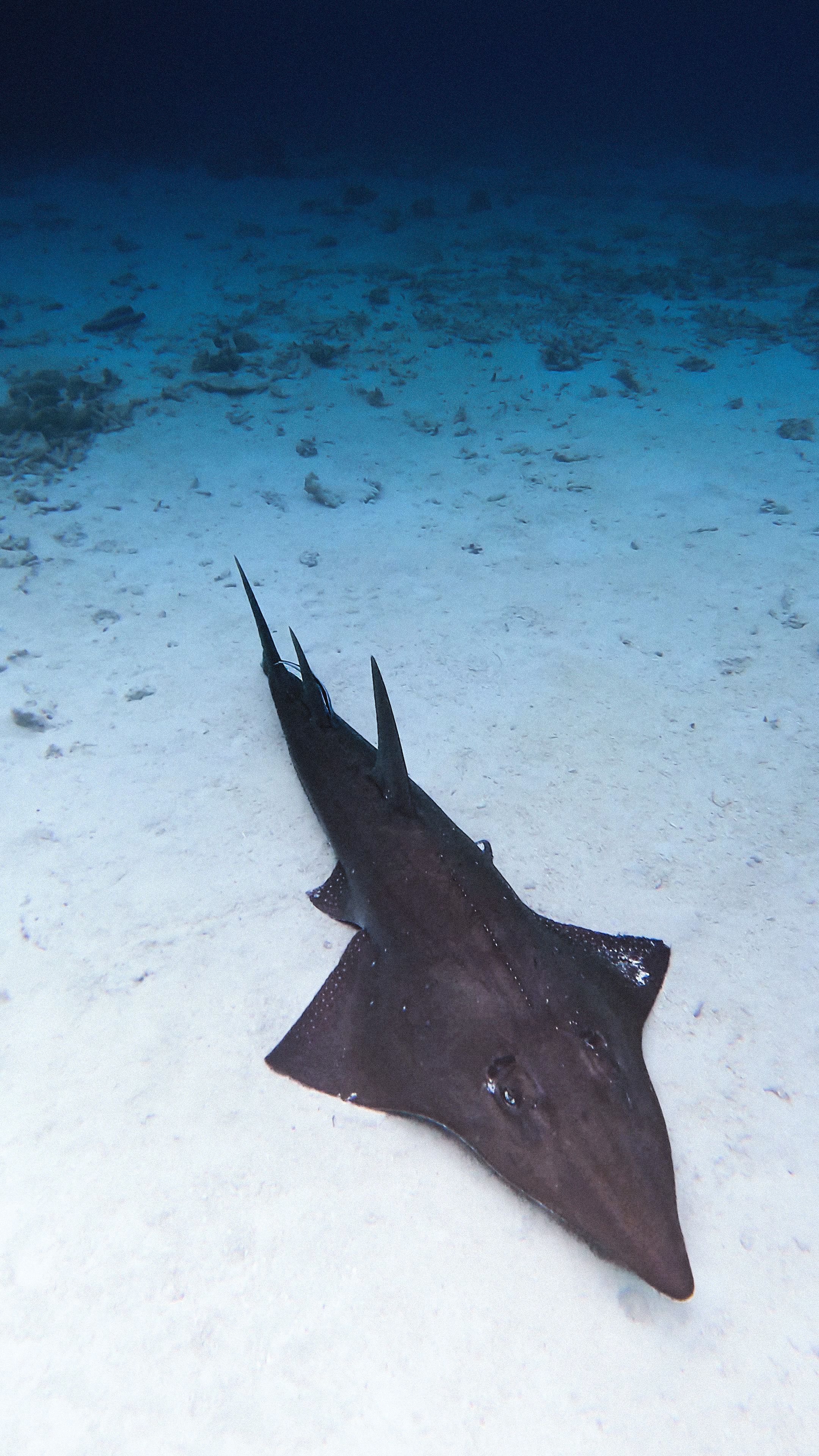 Snorkeling