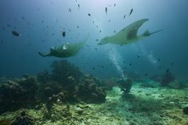 Diving