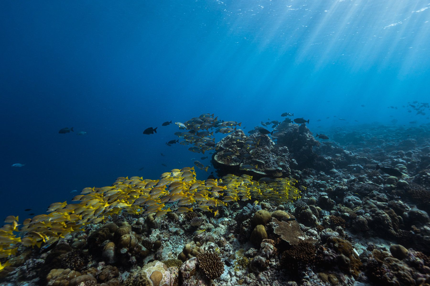 Diving