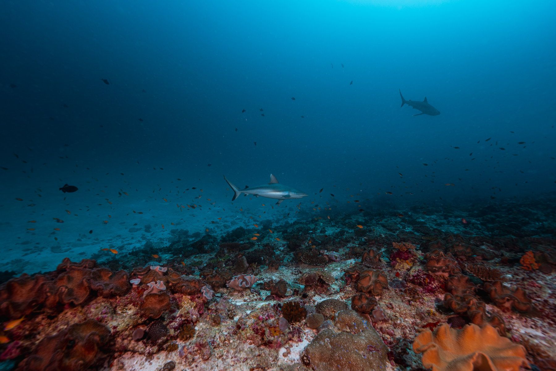 Diving