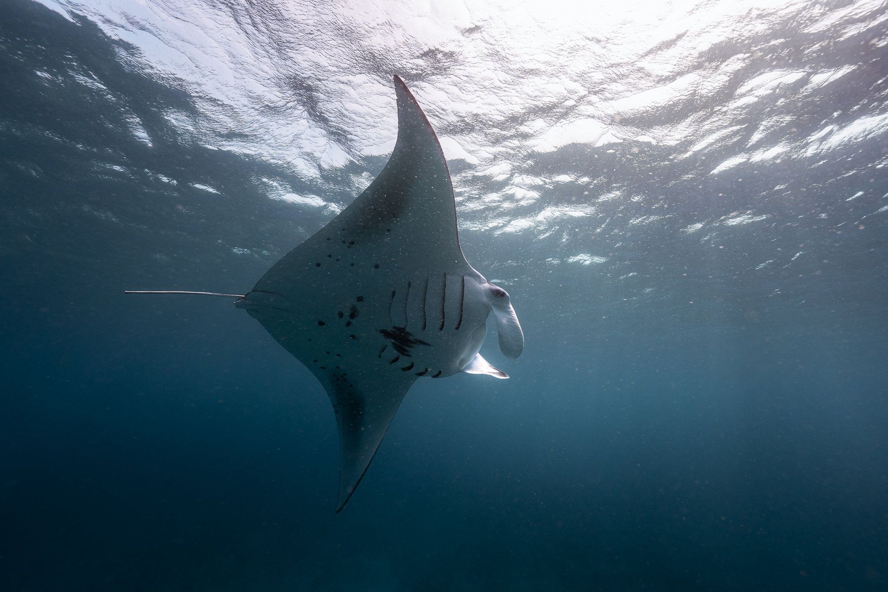 Diving