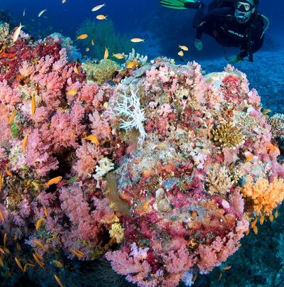 House Reef Snorkeling
