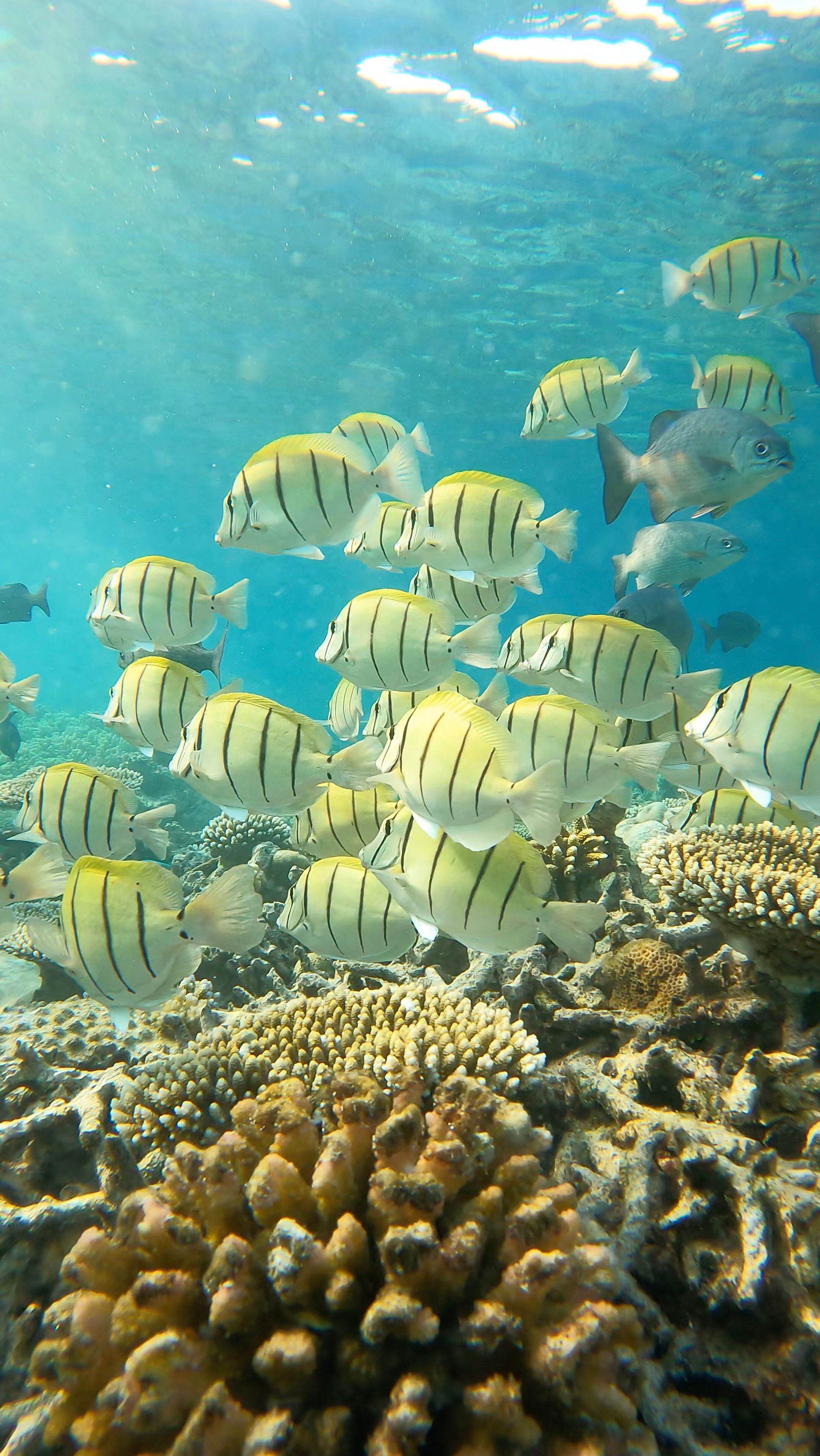 Snorkeling