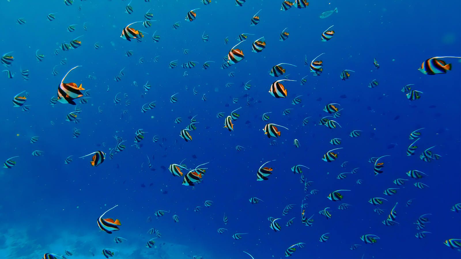 Snorkel