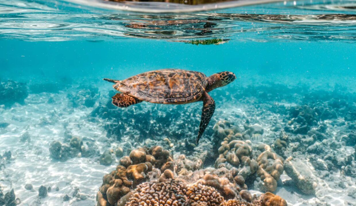 Meet the Sea Turtles