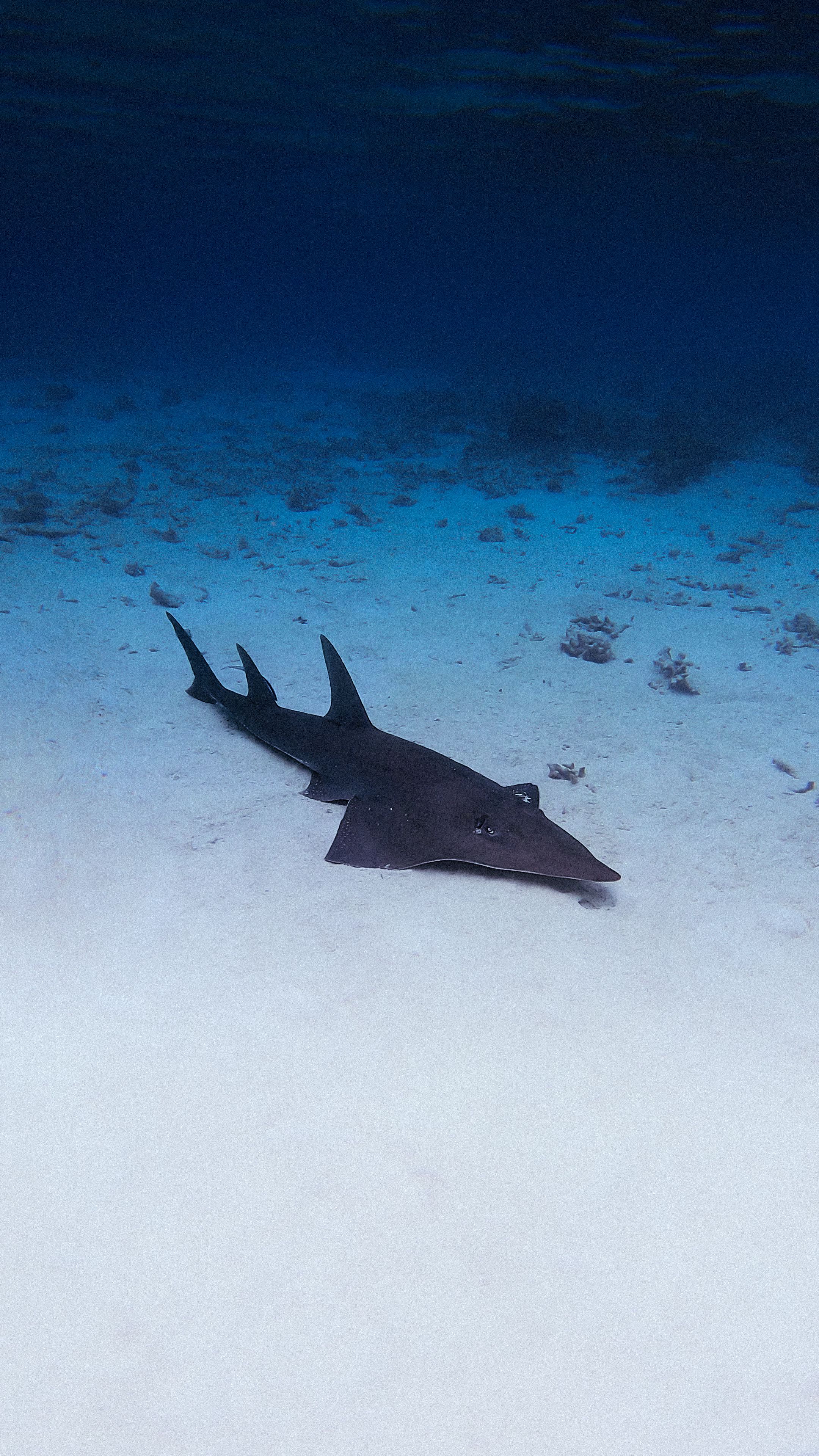 Snorkeling