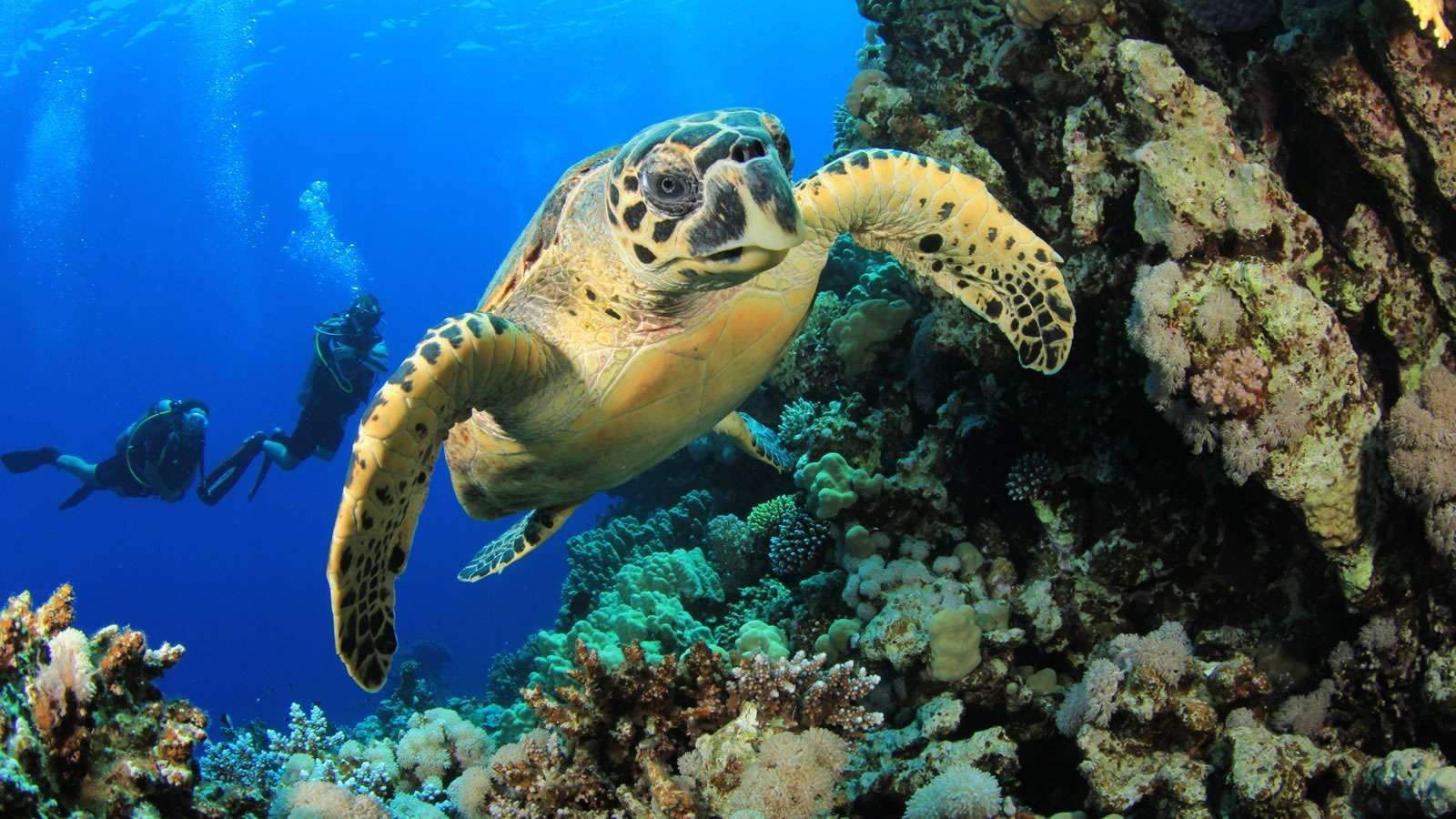 Diving & Snorkeling