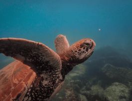 Snorkeling