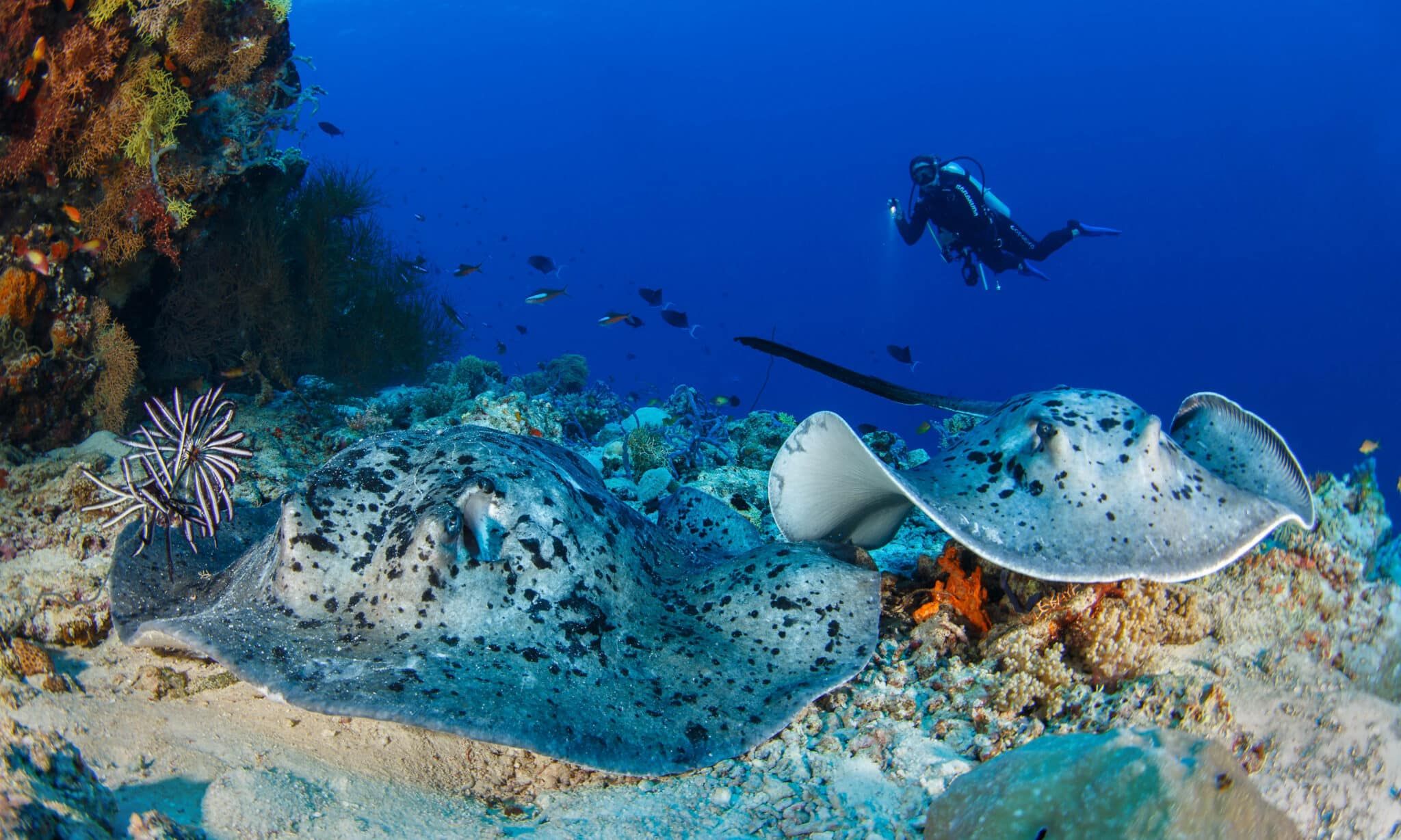 DIVING