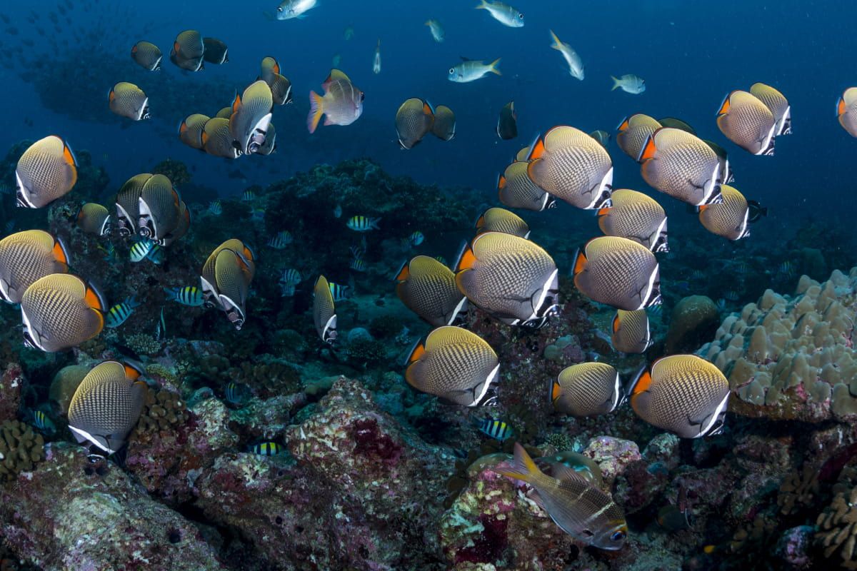 Diving