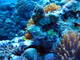 Snorkeling