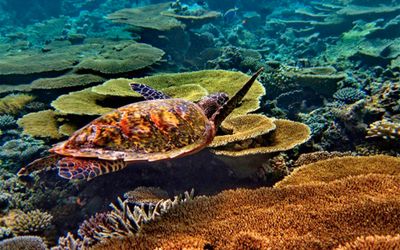 Curated Snorkel and Dive Itineraries