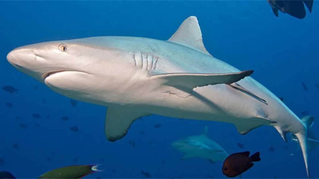 Diving & Snorkeling