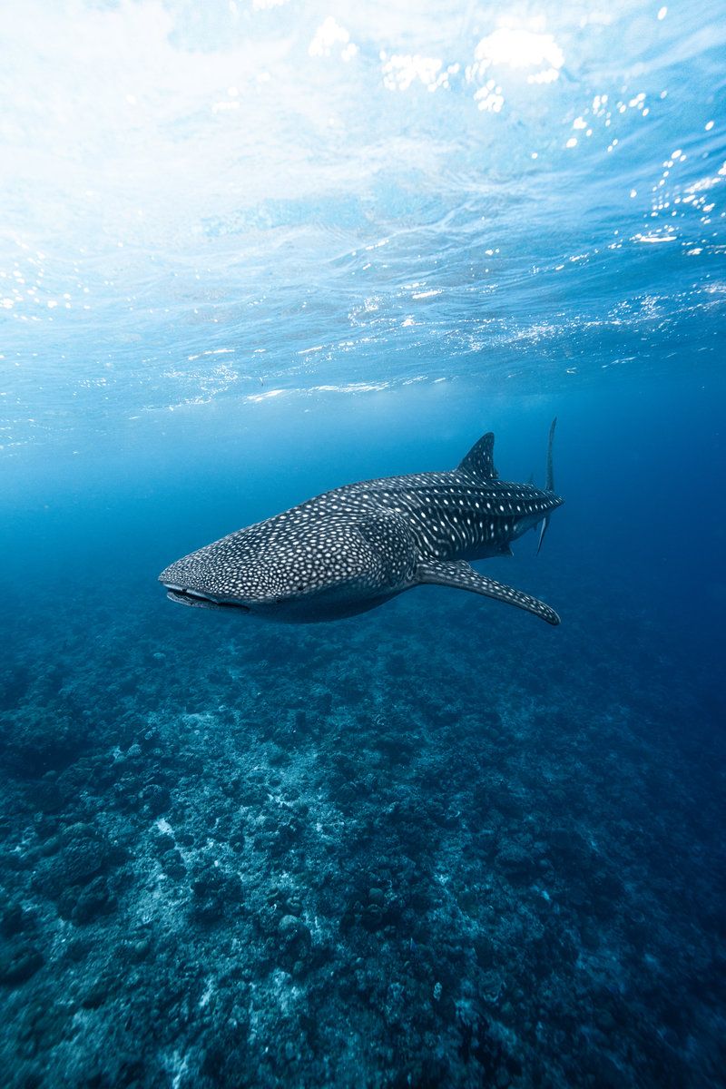 Diving